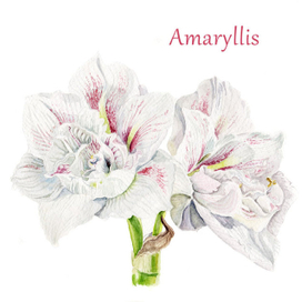 Акварельная иллюстрация: Амариллис.