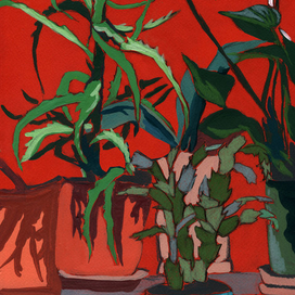 Декабрист & столетник.