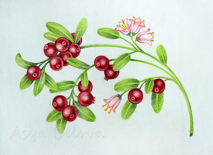 Ягоды Сибири. Брусника