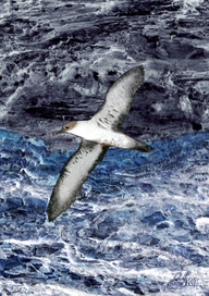 Тихий океан. Буревестник