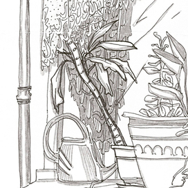 комнатные друзья