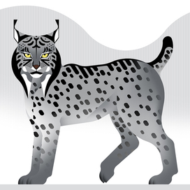 Lynx pardinus - Iberian lynx 