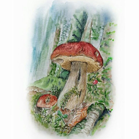 Дары лесов. Лес средней полосы