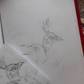 bird sketch