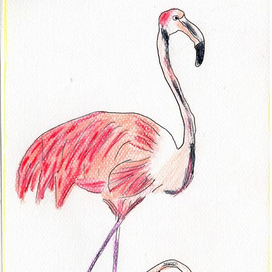 Фламинго