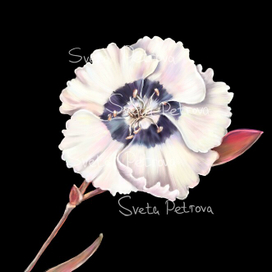 фрагмент бесшовного паттерна по мотивам Etro