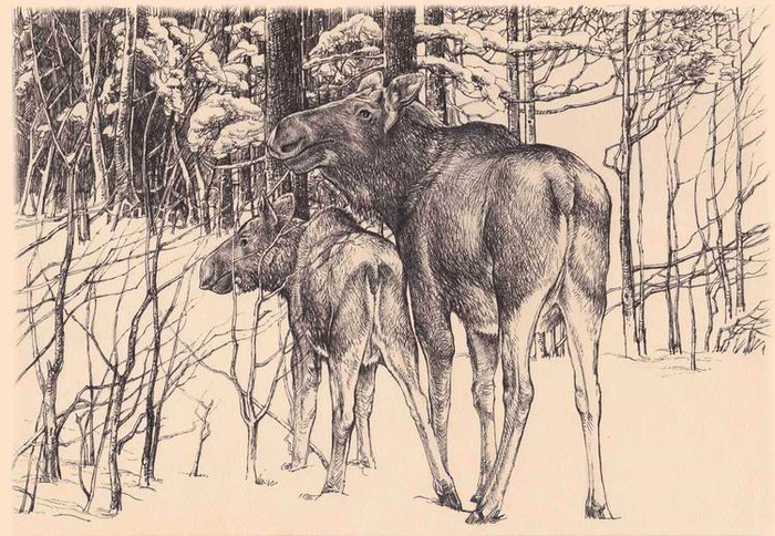 Лосиха с лосёнком