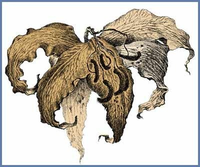 Дама с прошлым. Иллюстрация для журнала "Цветы"