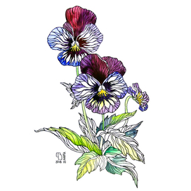 Анютины глазки