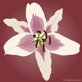 Белая лилия с розовым вкраплением