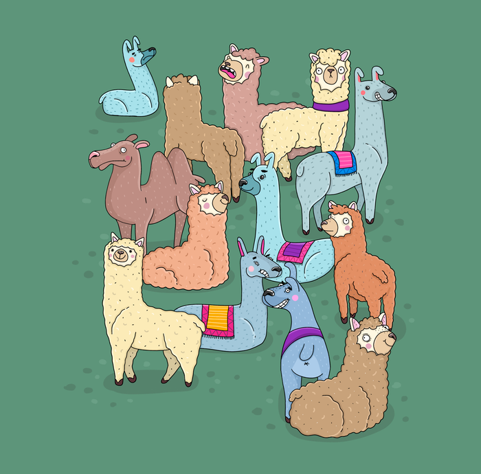 Лама или альпака?