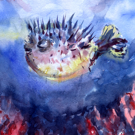 В глубинах моря. Сон рыбы-ежа.