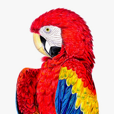 ара красный