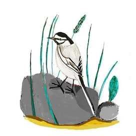 Трясогузка