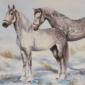 Орловские рысаки 