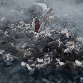 Микрокосмос