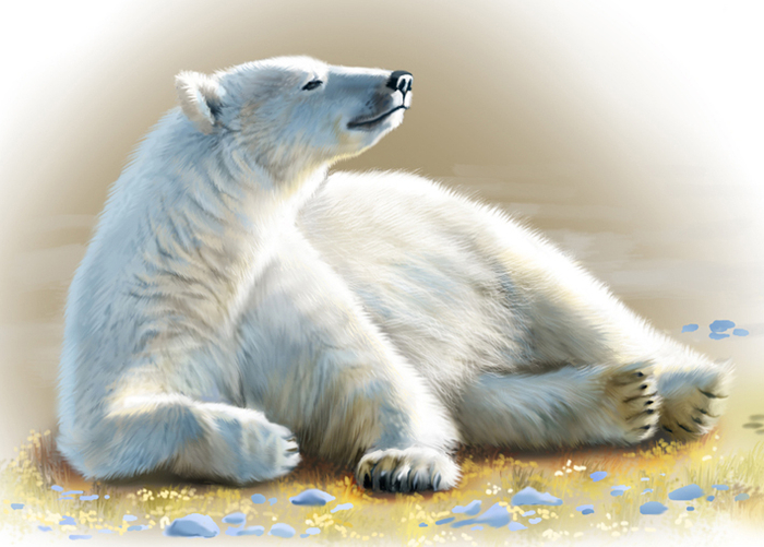 белый медведь
