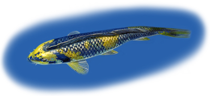 Карп декоративный