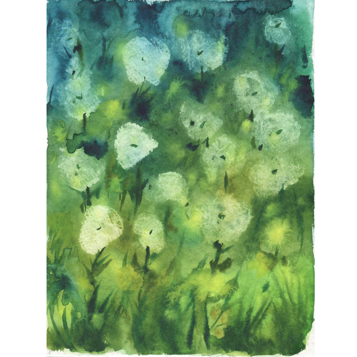 Одуванчики