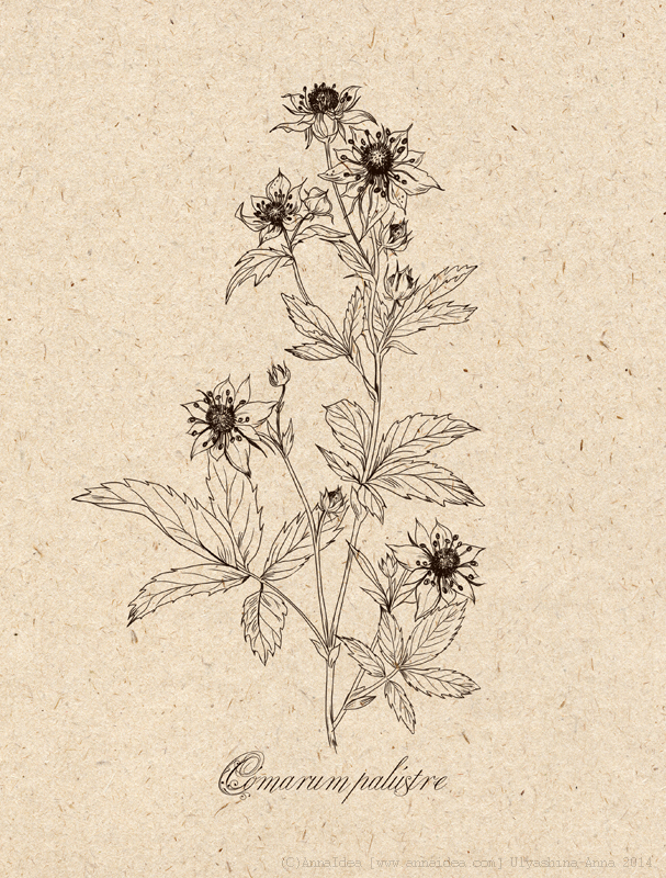 САБЕЛЬНИК  (иллюстрация для упаковки)