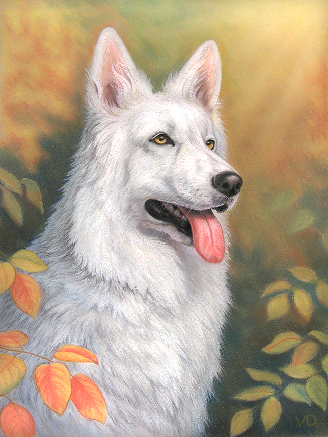 Швейцарская овчарка