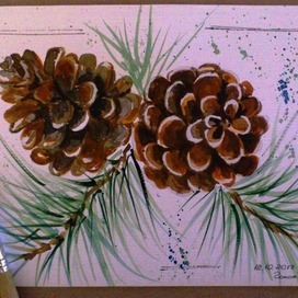Сосновые шишки