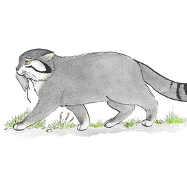 Охота манула