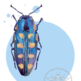 цифровой жук