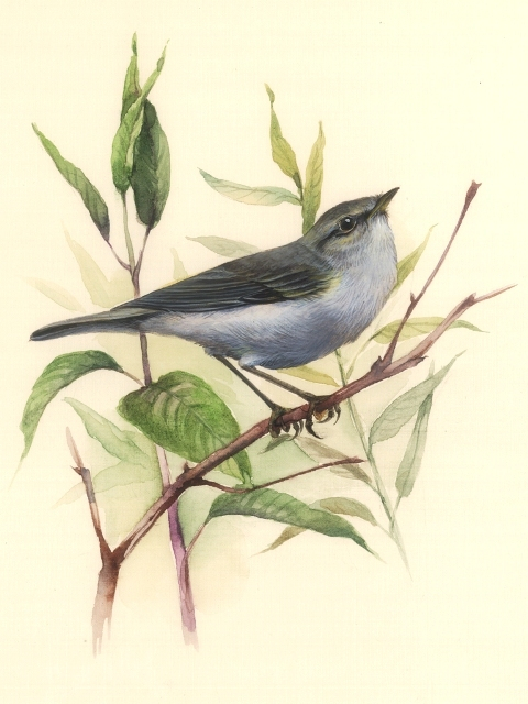 Пеночка-весничка