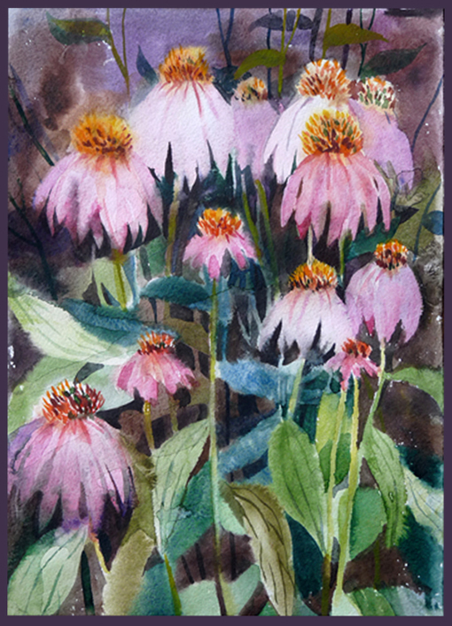 Эхинацея