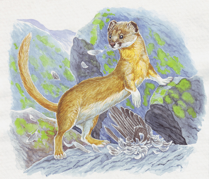 Солонгой еси, добрый молодец!