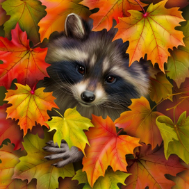 Крошка енот