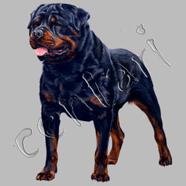 Rottweiler-dog