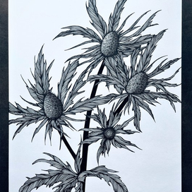 Чертополох.