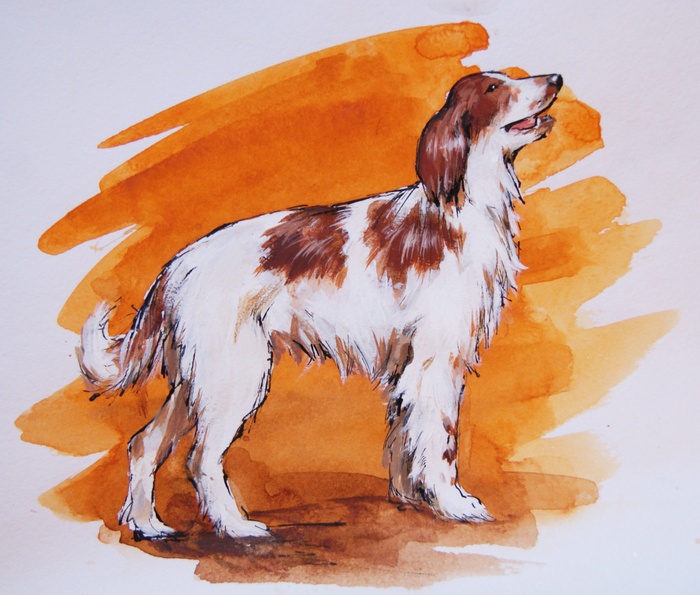 Иллюстрация для упаковки корма для собак.