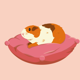 Морская свинка