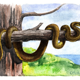 Эскулапов полоз (Elaphe Longissima)