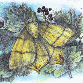 Бабочка КРЫЛОХВОСТКА