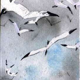 Свежий ветер