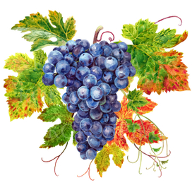 черный виноград