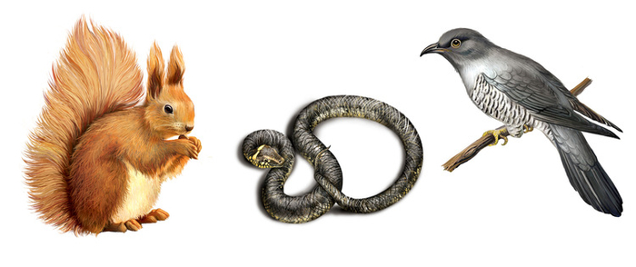 Зверюшки для детской энциклопедии