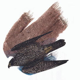 сокол                       (в стадии доработки)