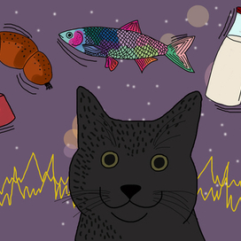 Чем можно зарядить кота