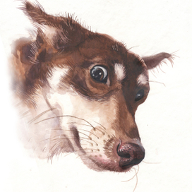 портрет собачки