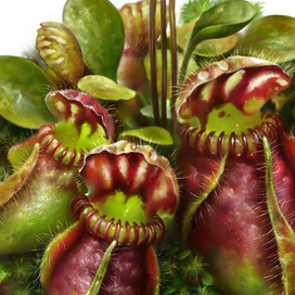 Цефалот. Ботаника