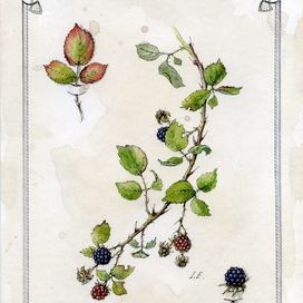 "Rubus caesius"