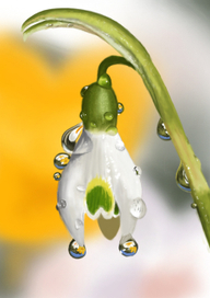 Подснежник