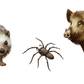 Зверюшки для детской энциклопедии