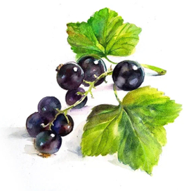 Чёрная смородина