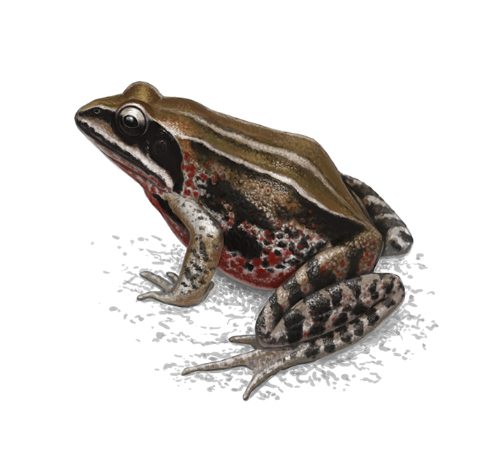 Rana amurensis (Сибирская лягушка)